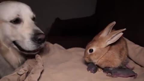 Golden Retriever First Meets Newborn Babу Rabbits