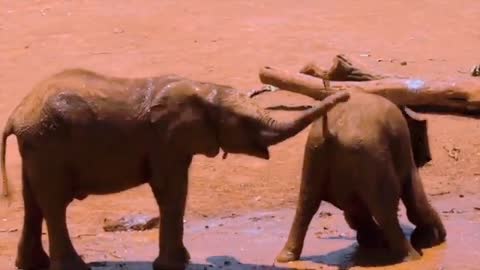 Two baby elephants playing in mud