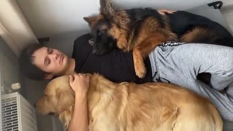 Funny Human Stealing Dogs Bed