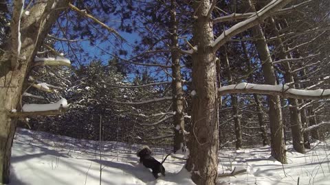Even a wiener dog can enjoy winter GoPro Dog Cam