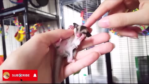 Super Cute Animals Video Compilation _ Cat _ Dog _ Bat _ Mouse [2021 HD] - Part 1