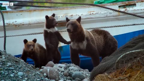 Human living Alongside Brown Bears-4kUHD-Wild Animal