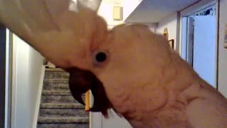 Cockatoo Nagging at his owner