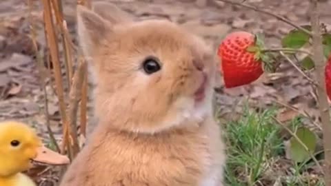 baby dogs and rabbit eating cucumbers