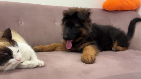 German Shepherd Puppy Demands Attention from Lazy Cat