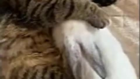Cute and Funny Cat Videos | Funniest Animals