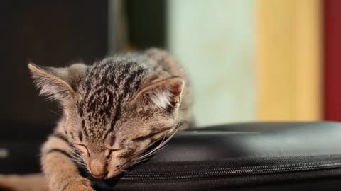 Funny little kitten 🐱 | Funny cat compilation