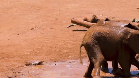 Cute child elephants are playing