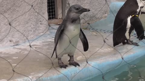 African Penguin