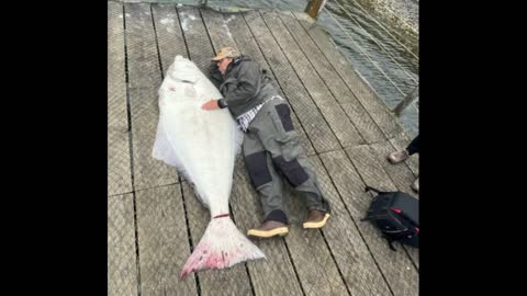 Cordova, Alaska 2021 Storm Prince (Orca Lodge) - Dads 235 pound Halibut