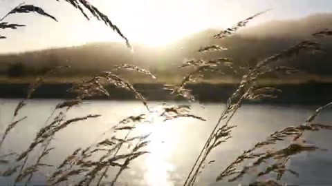 NewTemplate Video Background | Nature Beautiful short video