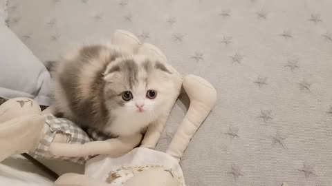 Cute Cat Small