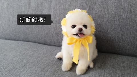 Super cute dog fashion show