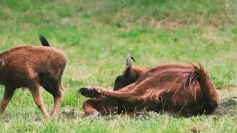 Bison and its calf