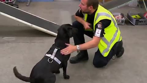 Dog Sniffs Out $20,000 Worth Of Drugs Hidden In Parcel!