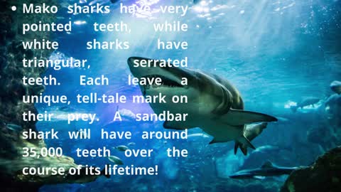 top 10 facts about sharks