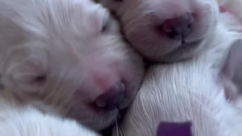 New born puppy facts