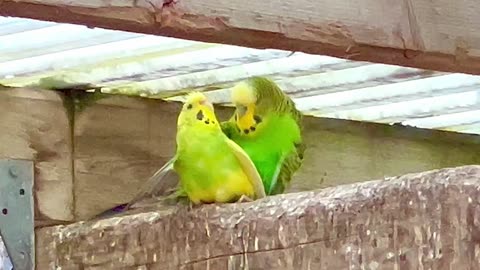 Budgies mating - parakeets in bird aviary - bird sounds