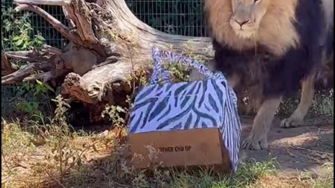 Is this box a lion's toy?