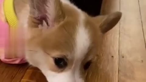 Corgi Puppy Melts Your Heart