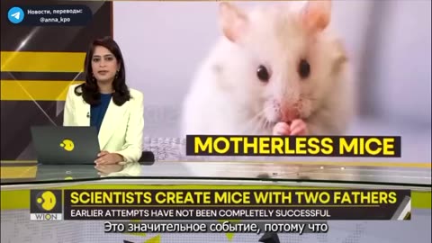 Scientists create mice with two biological fathers
