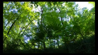 European forest sounds 1hr with video