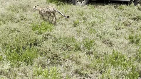 Curious Cheetah Climbs on Safari Car