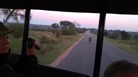 Kruger national park male lions roaring....