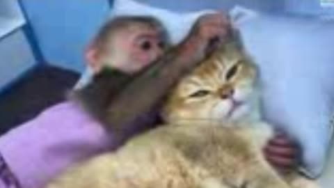 Monkey and cute cat