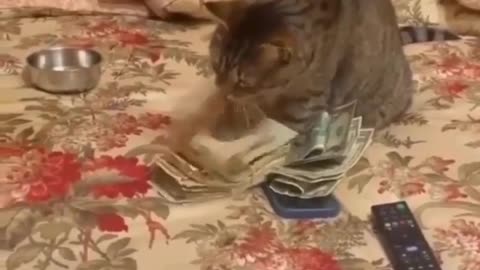 Cat cashier
