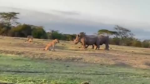 Rhino surrounded by lions