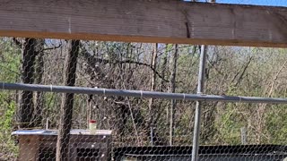 Flock it farm: pigeon flight slo mo