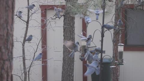 Invasion of Pinyon Jays