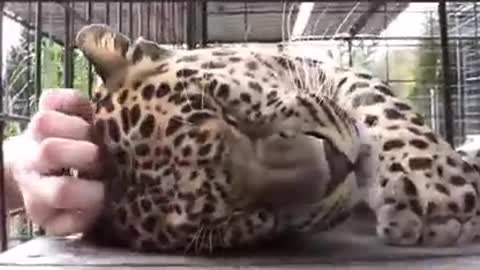 Petting Leopard Happy Good Vibes