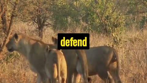 Get ready to dive into the wild world of lions! #shorts #lion #animals #facts #wildlife