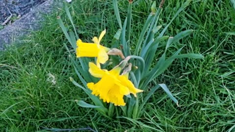 Daffodils In Great Britain.