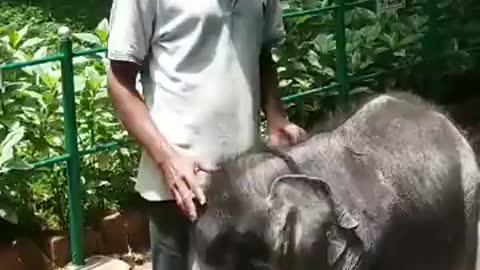 Just 5 Adorable Videos Of Baby Elephants To Brighten Your Day