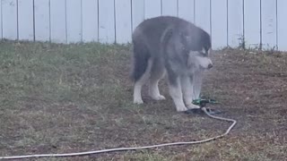Husky Plays With Sprinkler