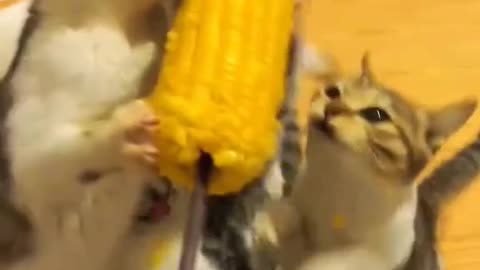 A-MAIZE-ING Cats
