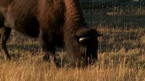 Official Trailer - WORLD NATURAL HERITAGE USA 3D: YELLOWSTONE NATIONAL PARK (2013)