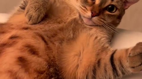Humans Always Disturb Me | Viral Kitten Cat