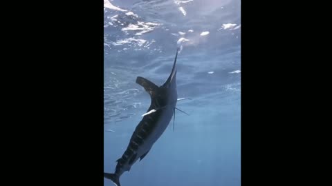 The blue marlin fish hunts its prey using its sharp mouth like a spear