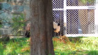 Panda Bear Mei Xiang pacing to get back in her den