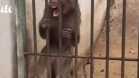 Monkey 🐒 funny video 🤣🤣