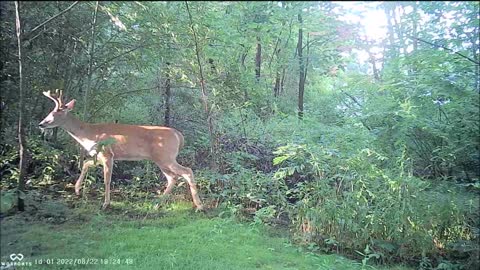 Backyard Trail Cams - Buck Deer Summer Strolling and Browsing