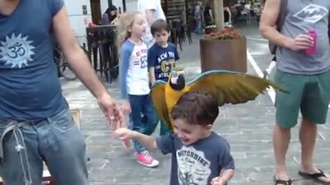 Cute Bird Falling in Love with Baby - Funny Parrots and Babies