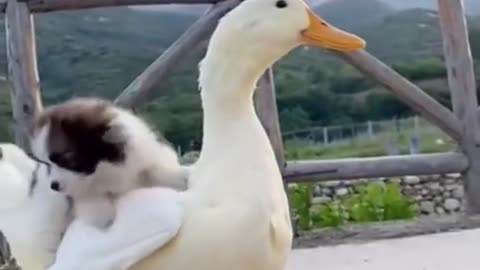 Funny duck & Dog video