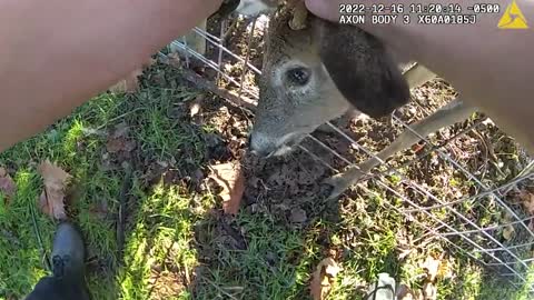 DEER ME: Police Sergeant Saves Young Buck Deer Stuck In Fence