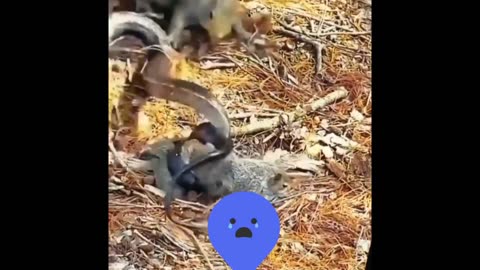 Squirrel trying to save a friend from a snake.