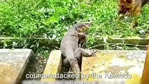 Komodo lizard 🦎vs bulldog